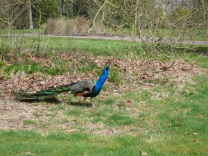 EM Castellan - Kew Gardens - Peacock